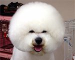 迫力ヘアー