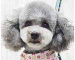 ガーリーヘアースタイル